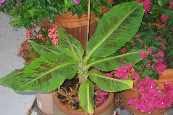 Cavendish banana plants can get 8 to 10 feet tall and 4 feet wide. (Bob Morris)