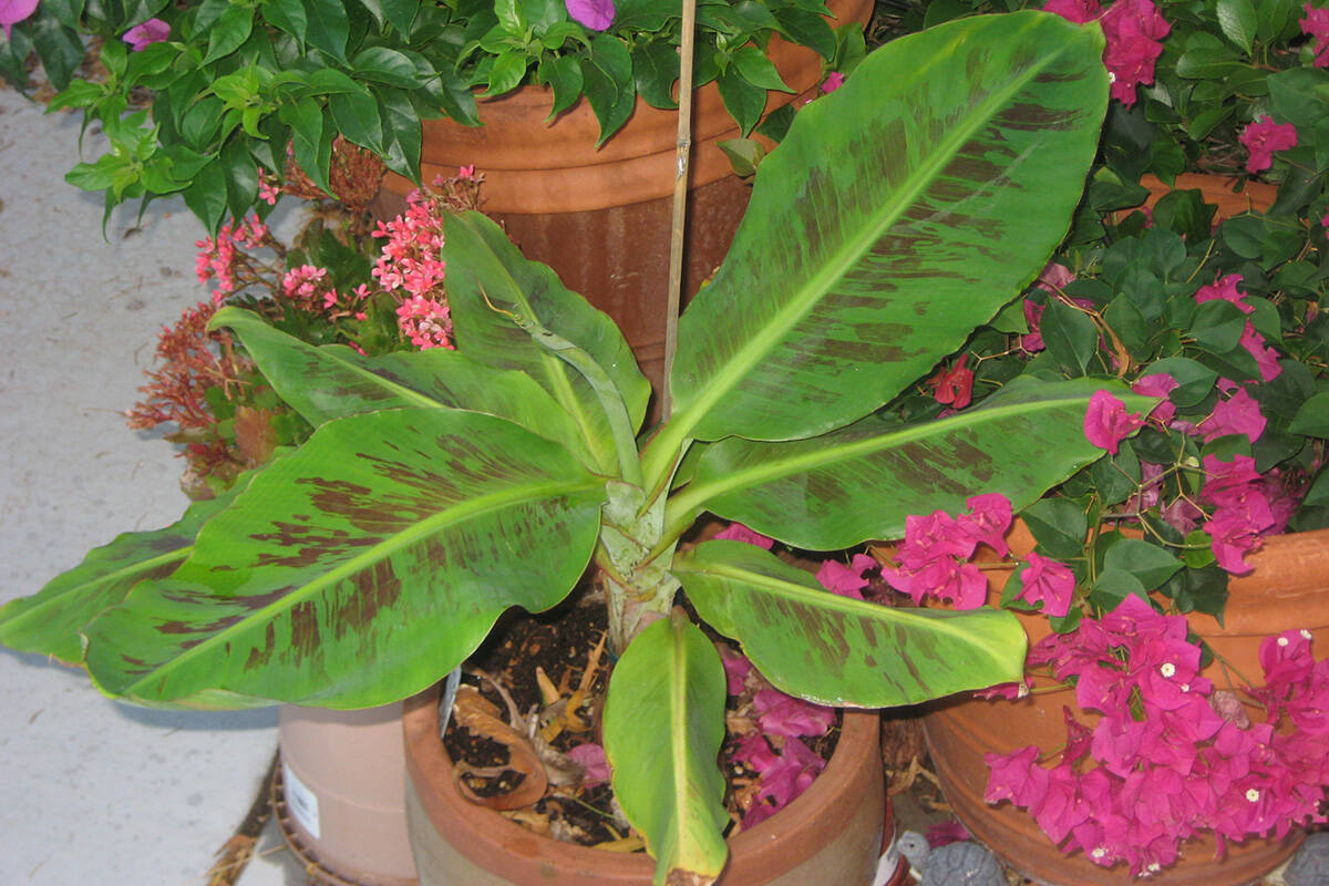 Cavendish banana plants can get 8 to 10 feet tall and 4 feet wide. (Bob Morris)