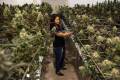 Nevada marijuana cultivators say they are feeling the tax squeeze