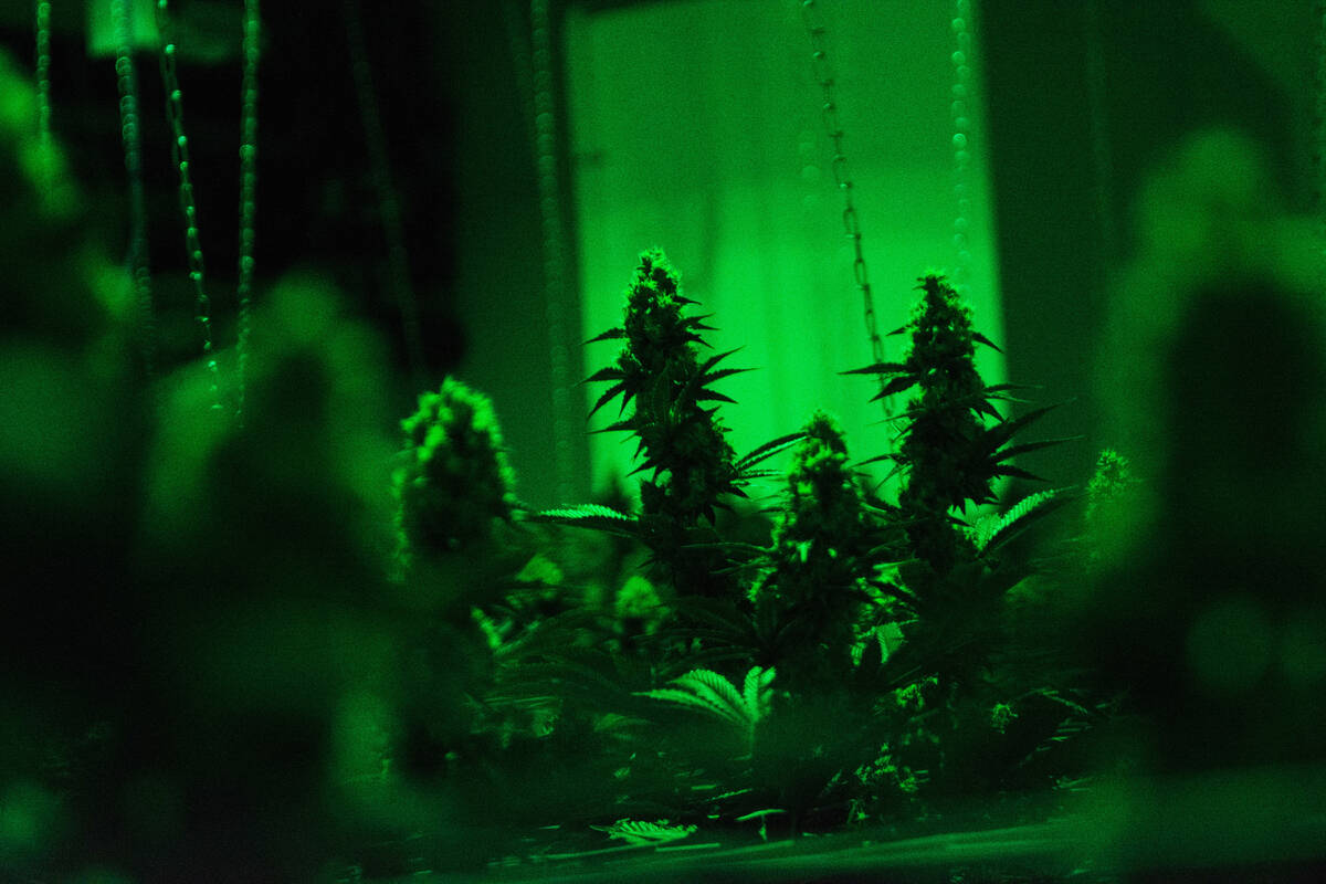 Six-week-old flowering cannabis inside The Real McCoy cultivation and production facility in Ca ...