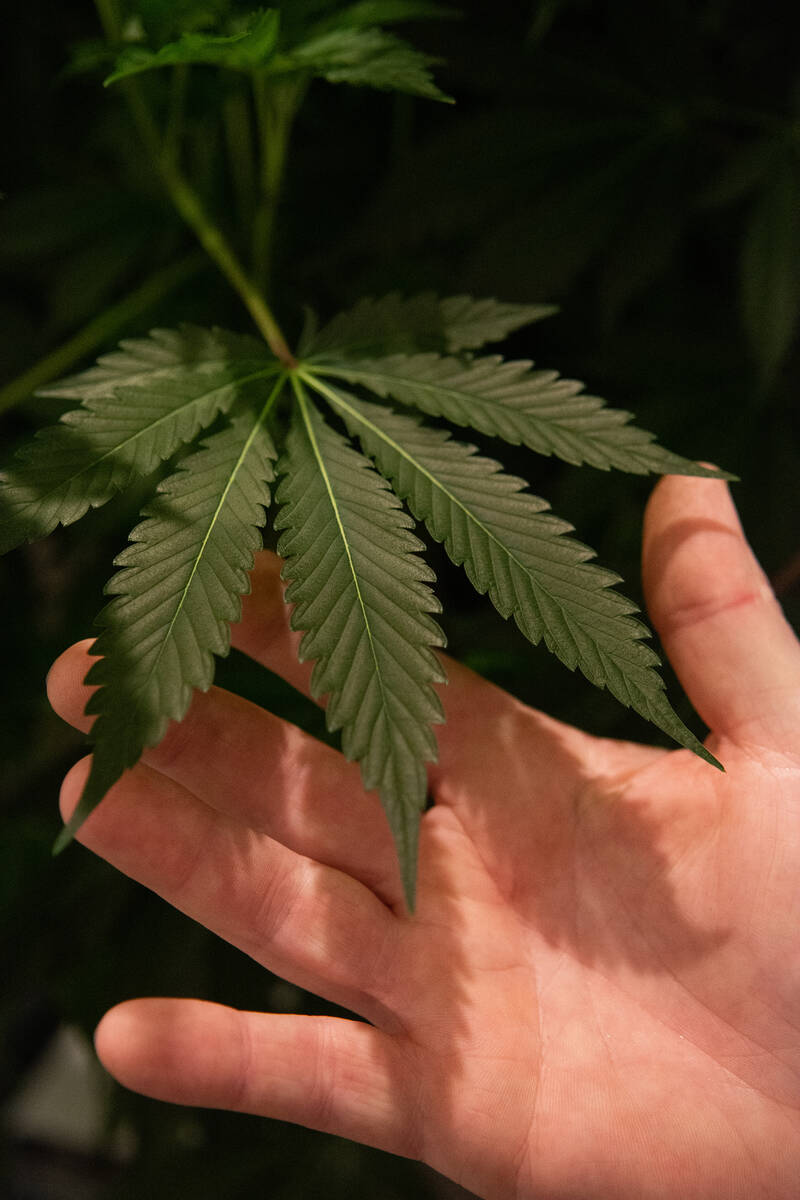 The Real McCoy co-owner Chad McCoy holds leaves from a mother plant inside The Real McCoy culti ...