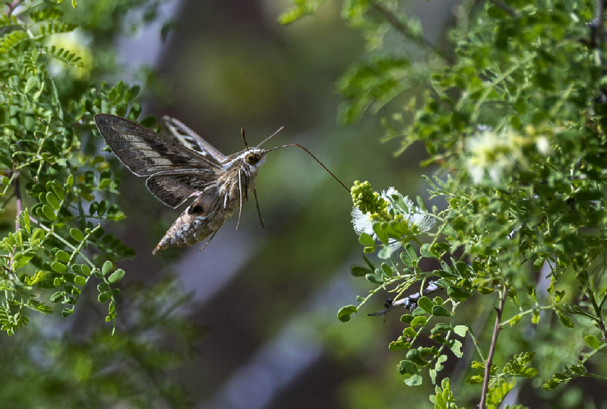 A sphinx moth feeds on nectar within the Avi Kwa Ame proposed national monument area on Thursda ...