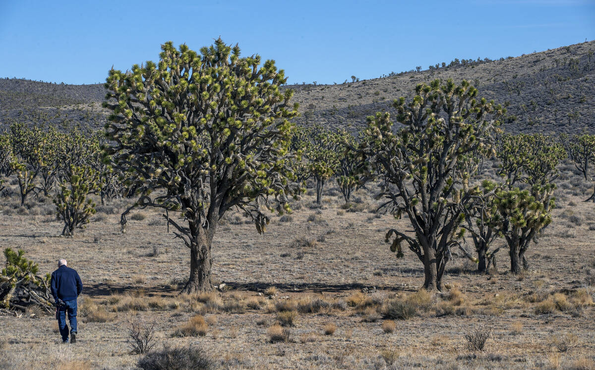 Alan O’Neill walks towards the largest Joshua Tree in Nevada within the Wee Thump Joshua ...
