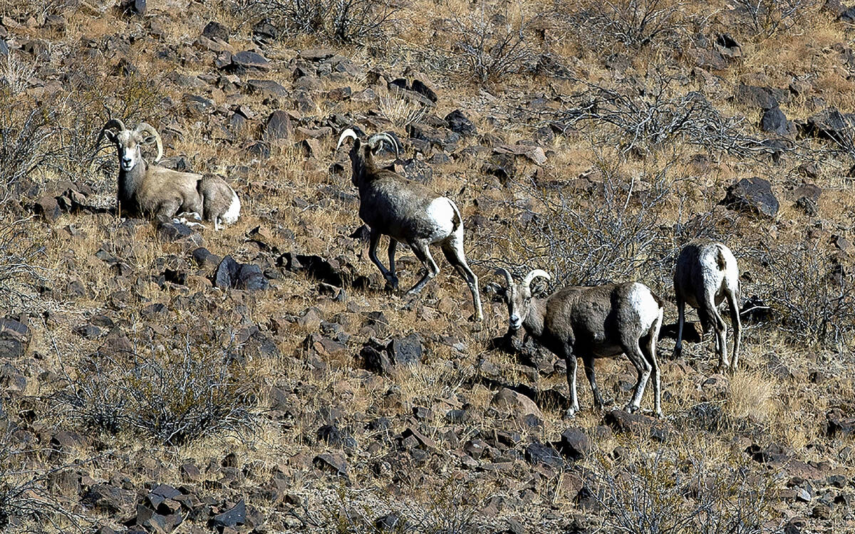 Bighorn sheep graze in the South McCullough Wilderness within the Avi Kwa Ame National Monument ...