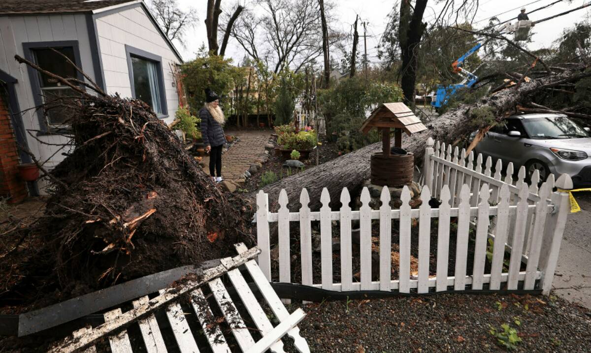 Helena Zappelli surveys the damage to her yard and vehicle after a large tree fell over, Tuesda ...