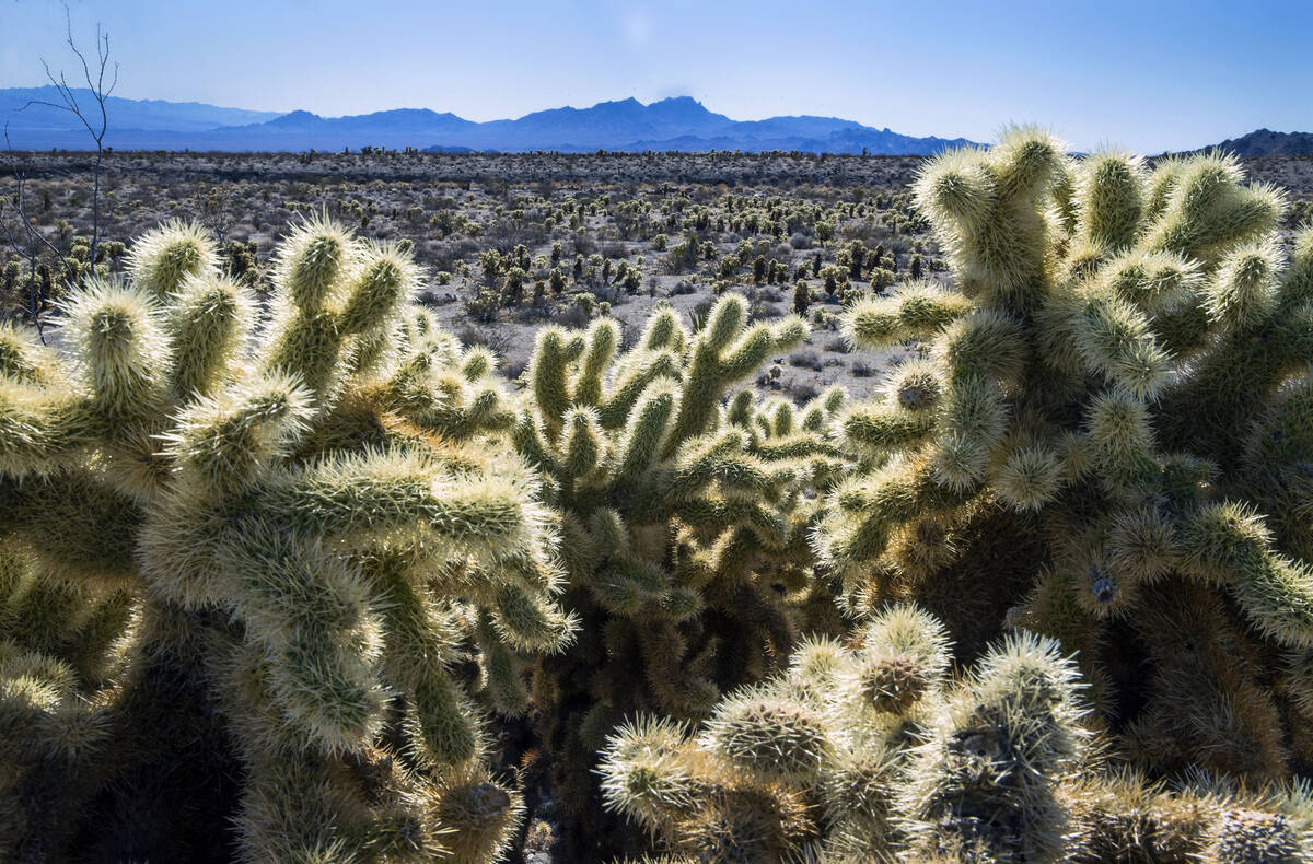 FILE - Teddybear Chollas are seen within the proposed Avi Kwa Ame National Monument on Feb. 12, ...