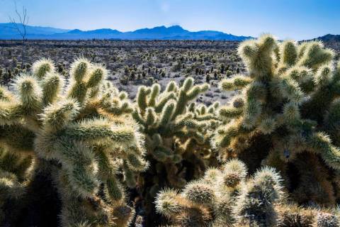 FILE - Teddybear Chollas are seen within the proposed Avi Kwa Ame National Monument on Feb. 12, ...