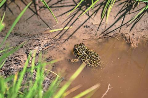 FILE - A Dixie Valley toad is seen around the hot spring-fed wetland in the Dixie Valley in Fal ...