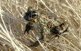 Reno geothermal company threatens lawsuit over protected toad