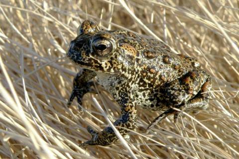 A Dixie Valley toad sits atop grass in Dixie Valley in 2009. (Matt Maples/Nevada Department of ...