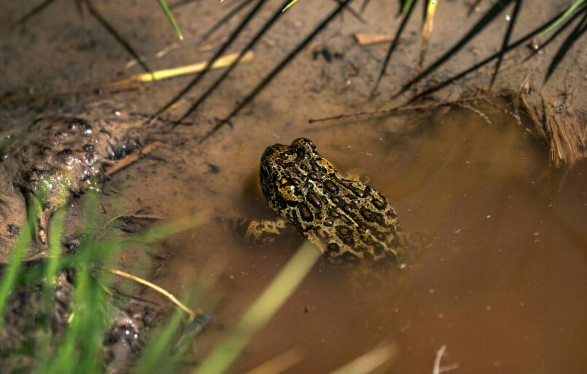 A Dixie Valley toad is seen around the hot spring-fed wetland in the Dixie Valley in Fallon in ...