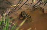 EDITORIAL: Toad lands renewable energy project in hot water