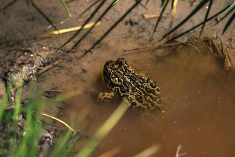 A Dixie Valley toad is seen around the hot spring-fed wetland in the Dixie Valley in Fallon in ...