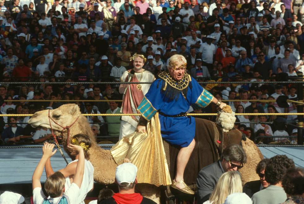 Commentator Bobby "The Brain" Heenan arrives, backwards on a camel, as part of the spectacle of ...