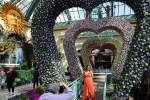 Love blooms at Bellagio Garden’s latest display — PHOTOS