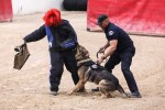 Police dog Kimura, stabbed by suspect in 2020, earns toughest dog honors at K-9 trials