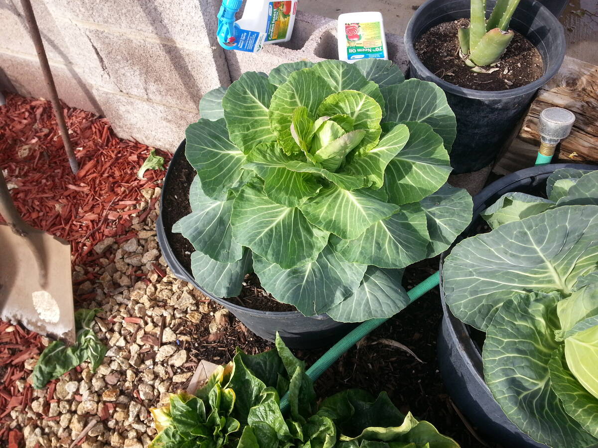 Cabbage is growing in a 5-gallon nursery container. (Bob Morris)