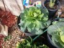 New residents should plant tried-and-true vegetables