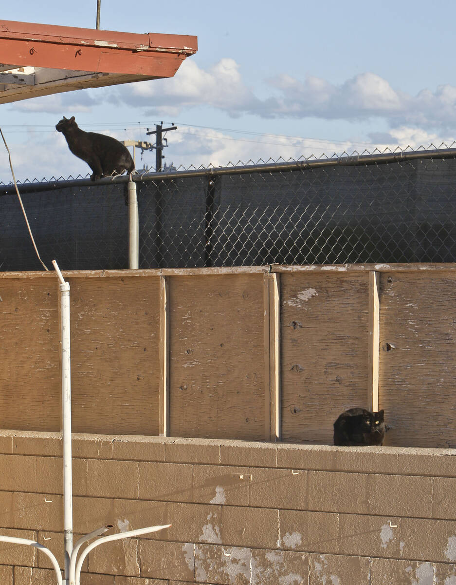 Two feral cats are seen in the pool area of the closed White Sands Motel on the Las Vegas Strip ...