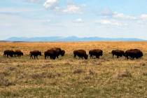 FILE - In this April 25, 2012, file photo, a herd of bison move through land controlled by the ...
