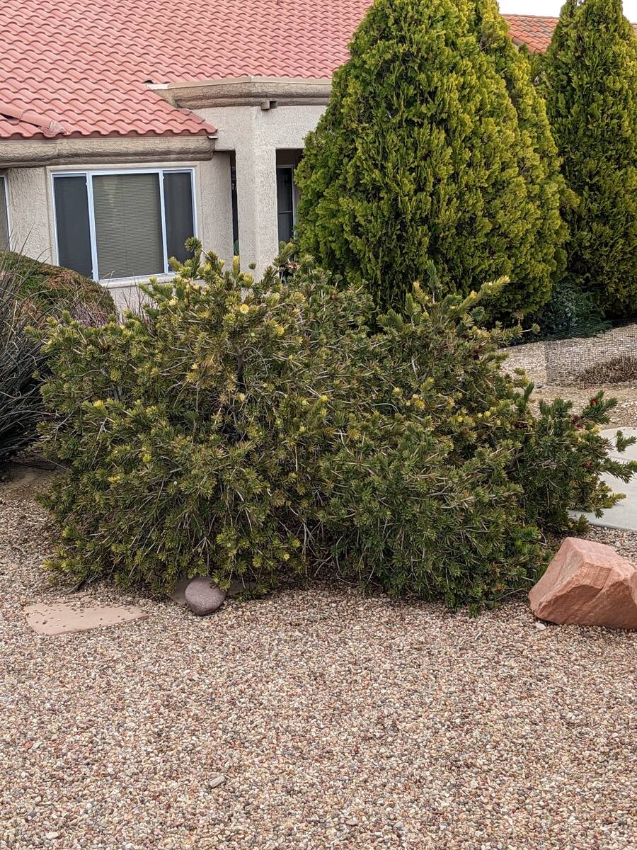 This bottle brush needs pruning because it is full. When you are finished pruning it should loo ...