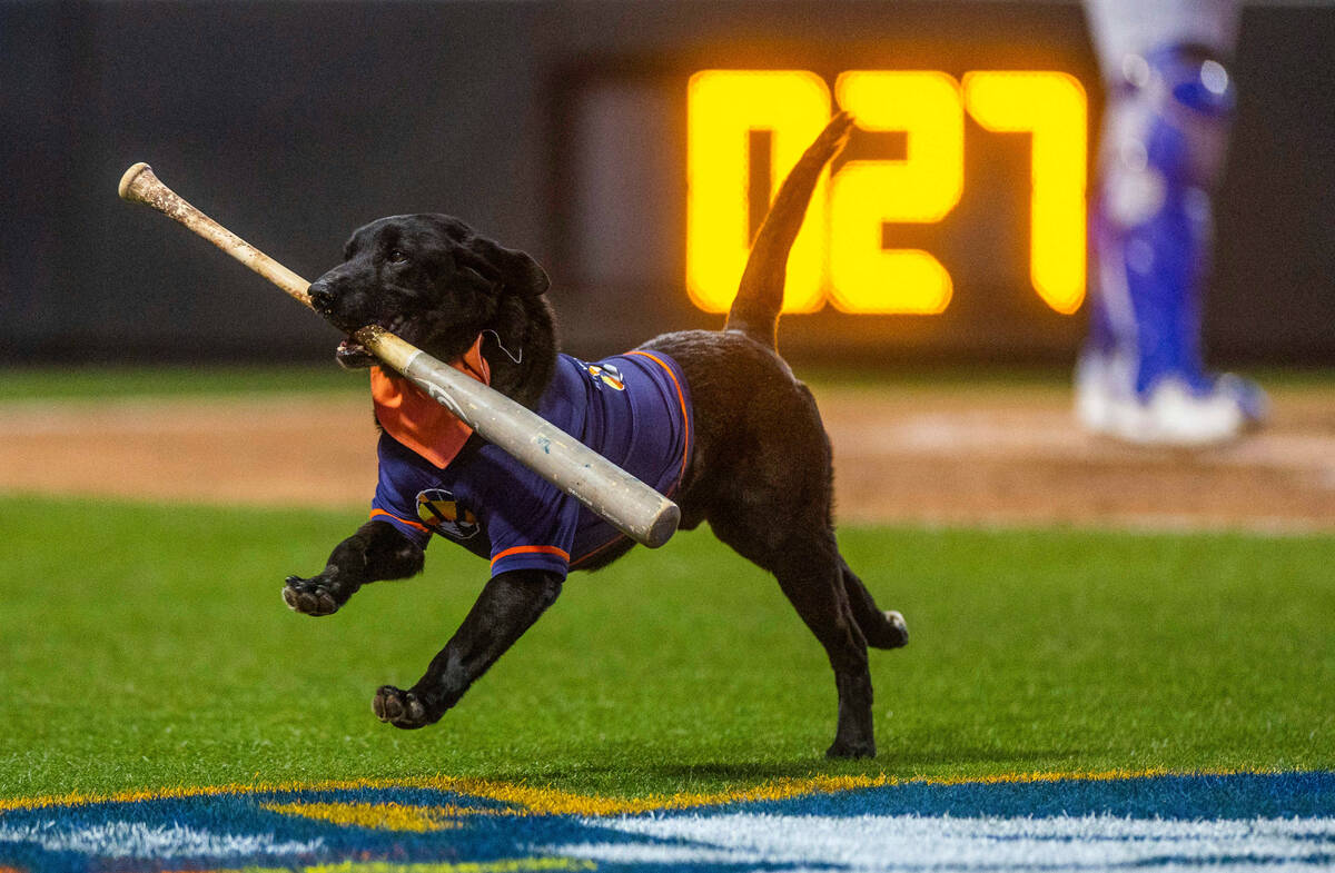 Finn the bat dog fetches one for the Aviators against the Dodgers during the second inning of t ...