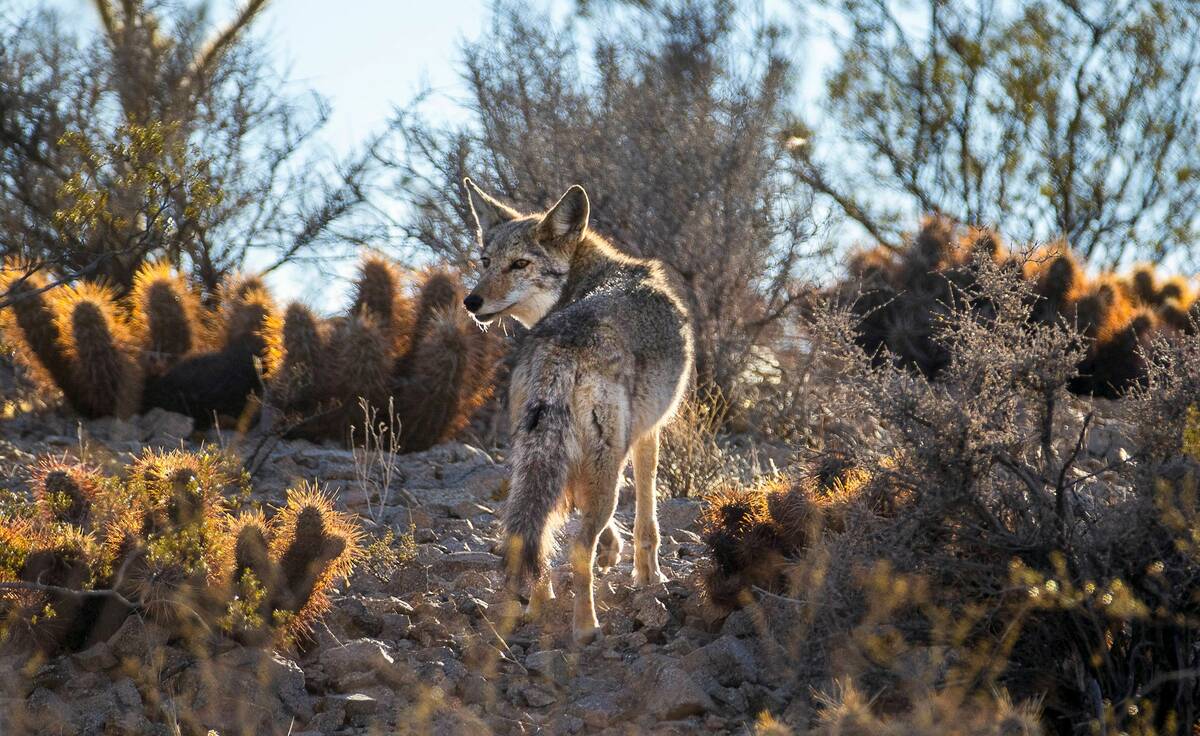 3 Coyotes Who Won't Be Back Next Season