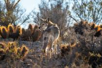 A coyote blends into the desert landscape. (L.E. Baskow/Las Vegas Review-Journal)