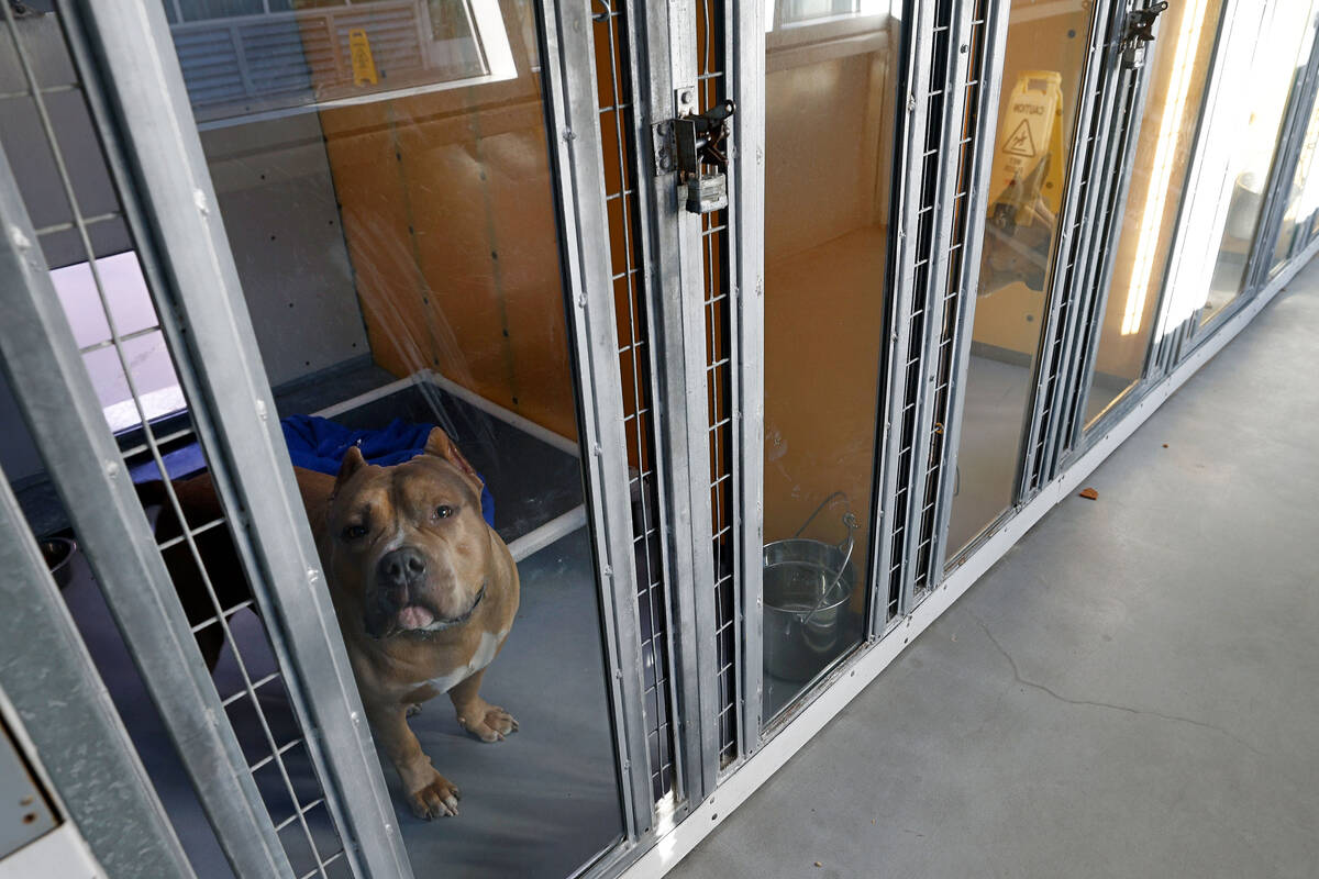 Draghost, a pitbull, who is able to be fostered or adopted, shows his face from a kennel, Frida ...