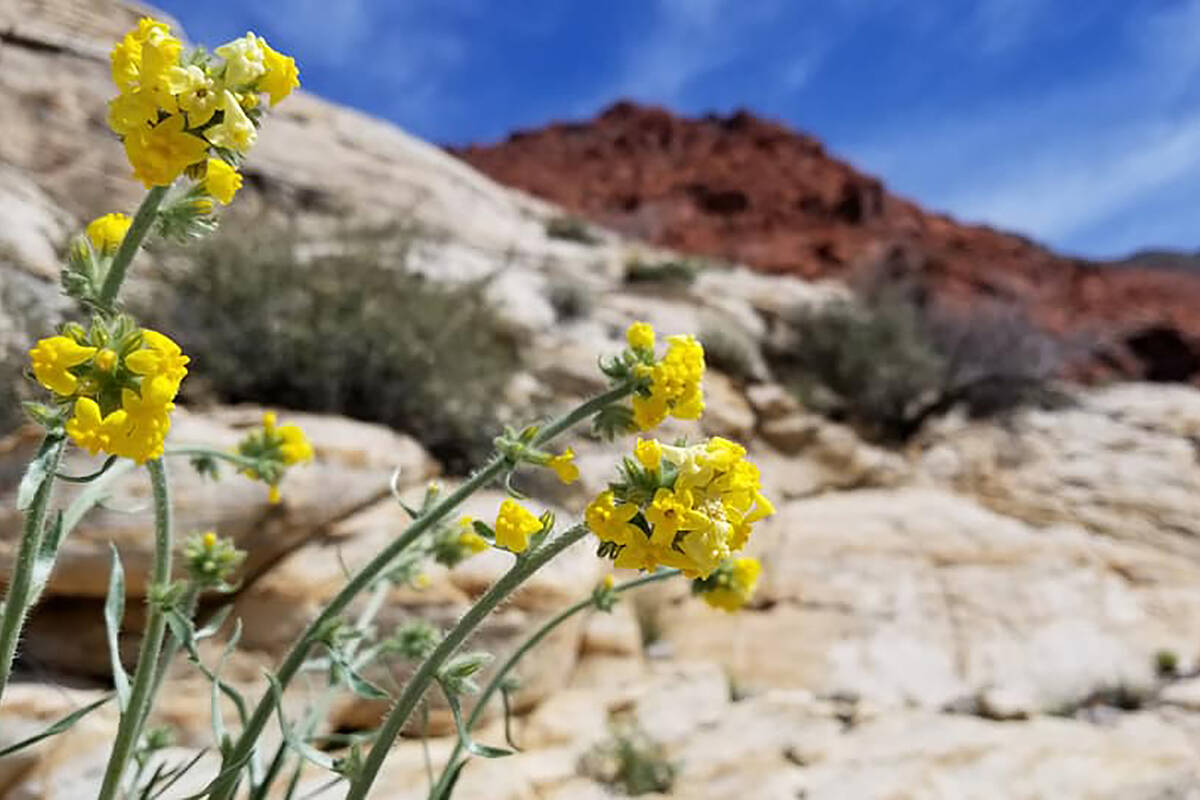 Golden forget-me-nots grow along Kraft Mountain Loop hiking trail in the Calico Basin area of R ...