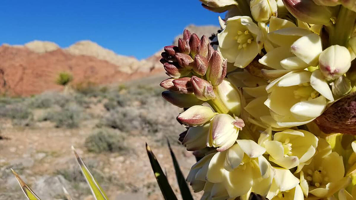 Spring close-up of a blooming Mojave Yucca. (Natalie Burt/Special to the Las Vegas Review-Journal)