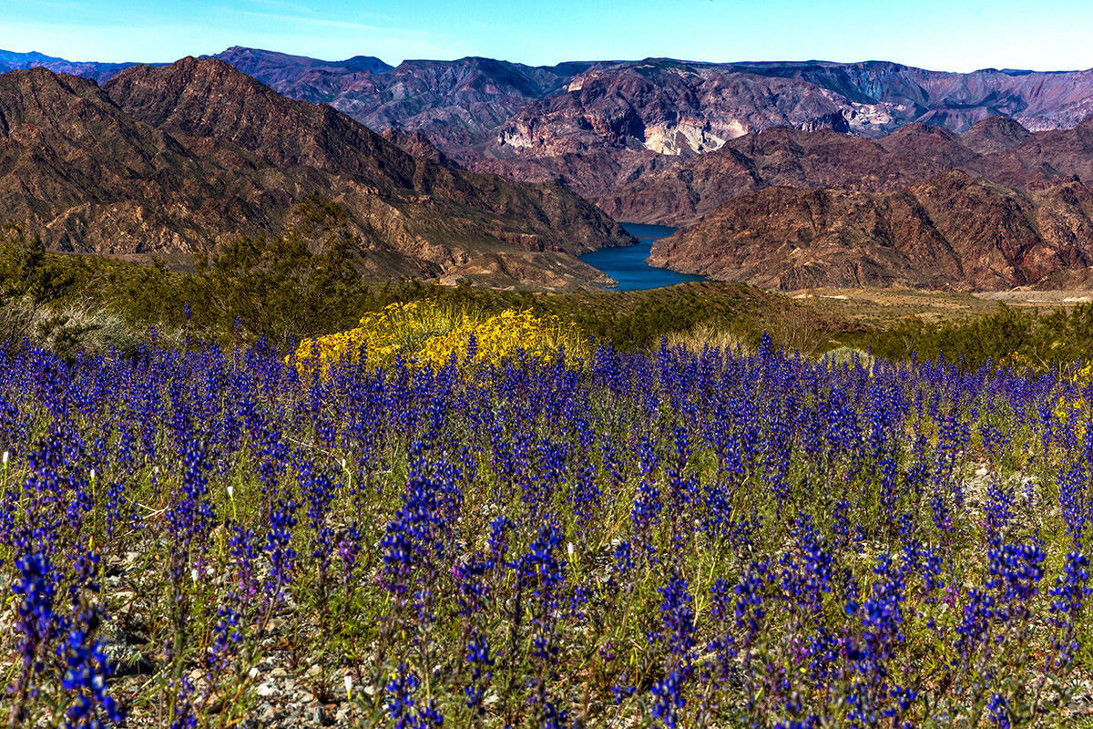 Wildflower Bloom