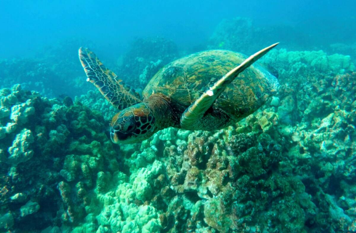 A green sea turtle swims near coral in a bay on the west coast of the Big Island near Captain C ...