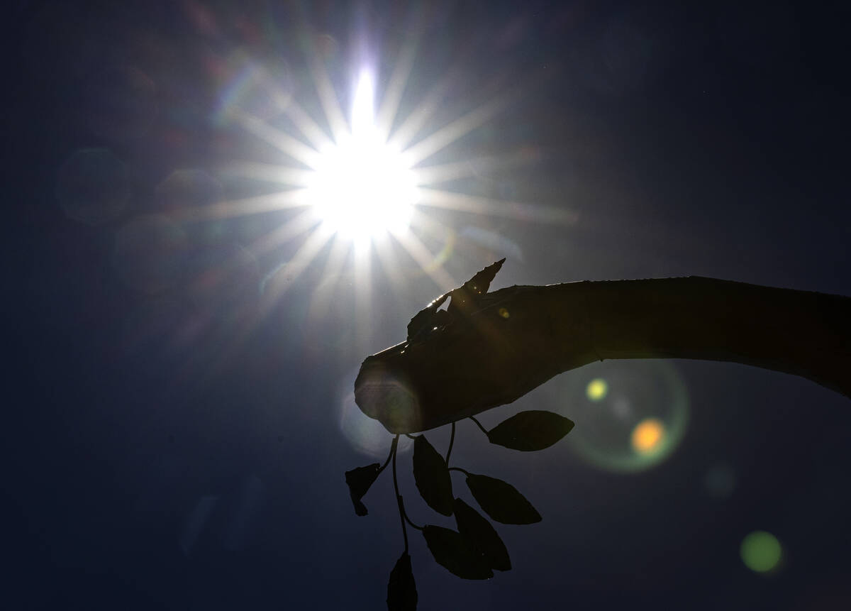 The afternoon sun light rays pierce through a metal dinosaur sculpture outside of Artistic Iron ...