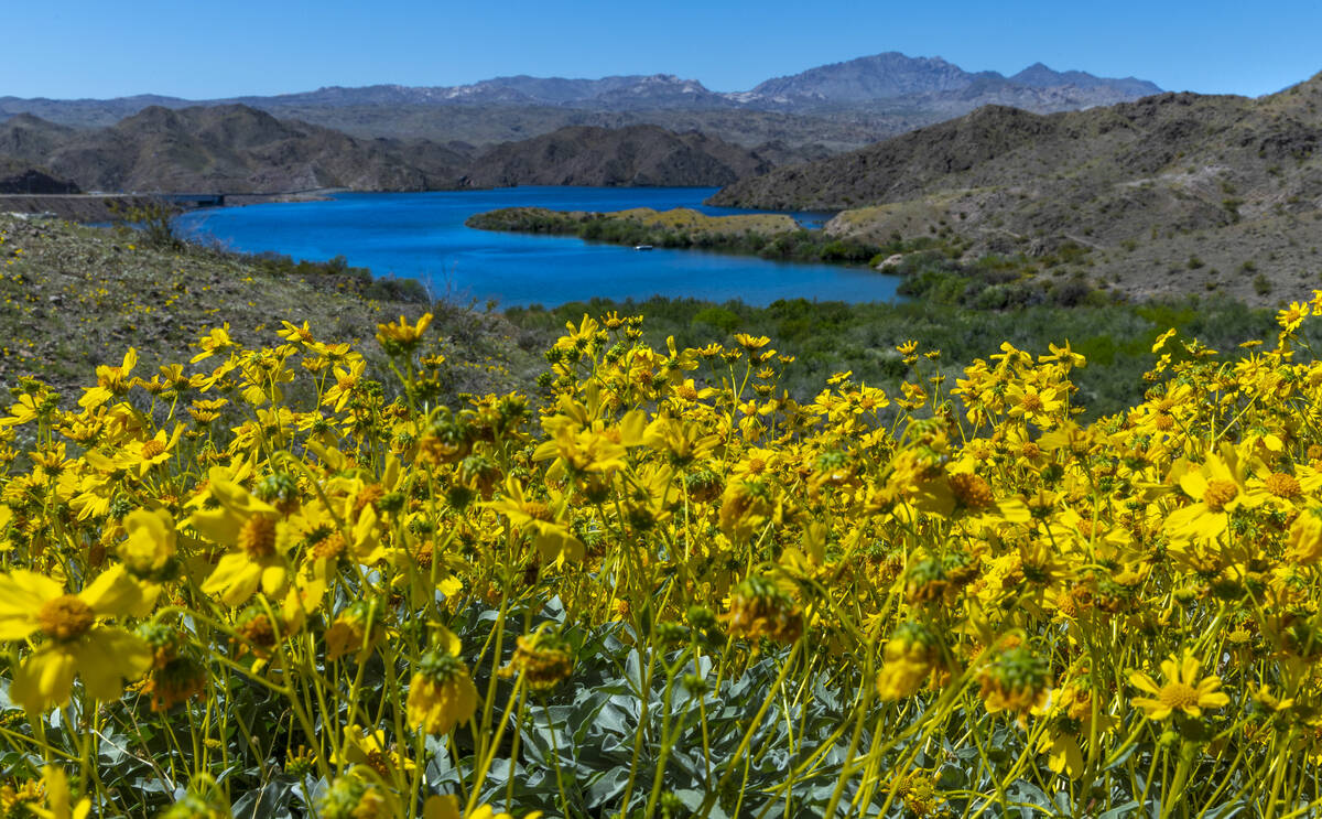 Desert Marigold's bloom on a hillside above Stopping Cover near the Davis Dam and Colorado Rive ...