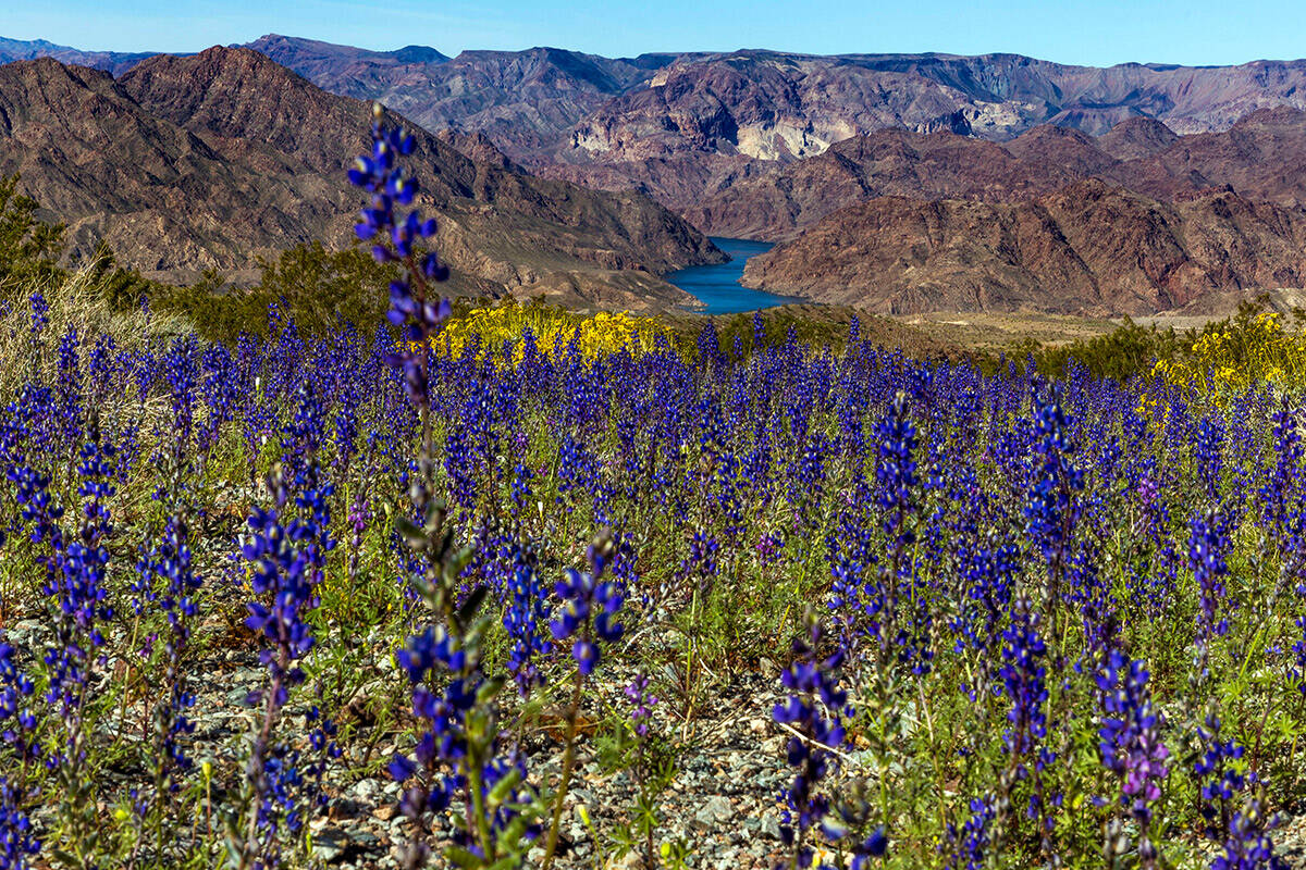 Federal proposals would mean deep water cuts for Las Vegas | Las Vegas Review-Journal - Vimarsana News