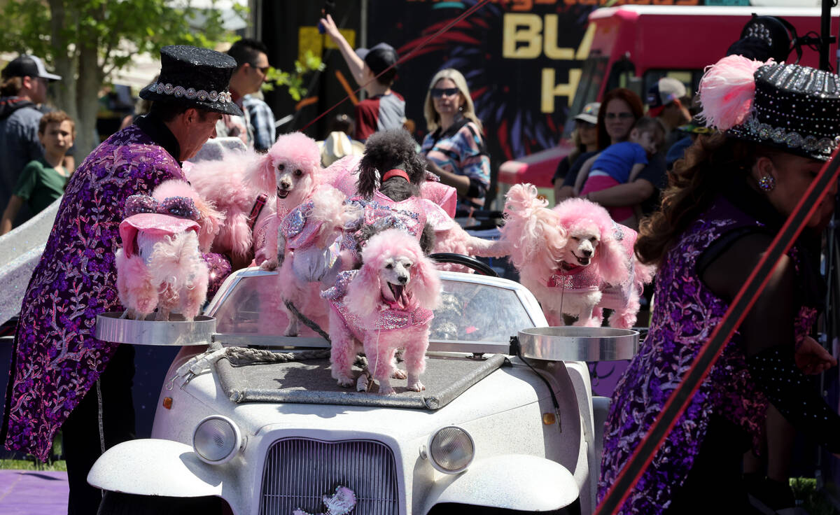 Cartoon Poodles perform at Clark County Fair and Rodeo in Logandale Friday, April 14, 2023. (K. ...