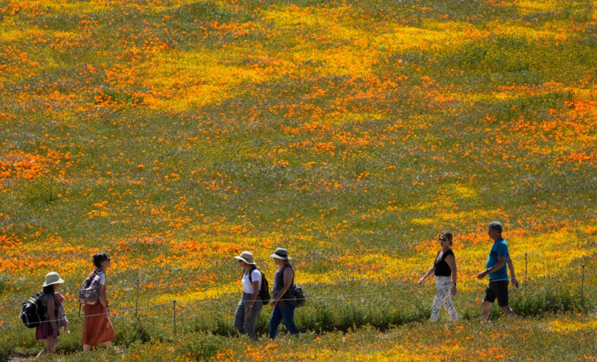 Visitors walk on a pathway at the Antelope Valley California Poppy Reserve, Monday, April 10, 2 ...