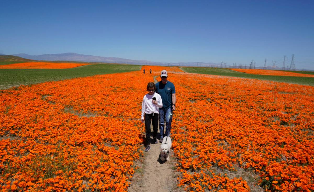 Sue Schmidt, left, her husband, Rick, and dog Kaiser walk on a field near the Antelope Valley C ...