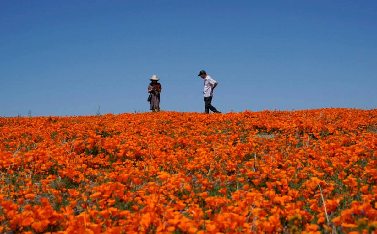 Visitors walk on a hilltop near the Antelope Valley California Poppy Reserve, Monday, April 10, ...