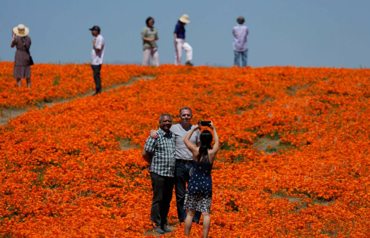 Visitors pose for photos near the Antelope Valley California Poppy Reserve, Monday, April 10, 2 ...