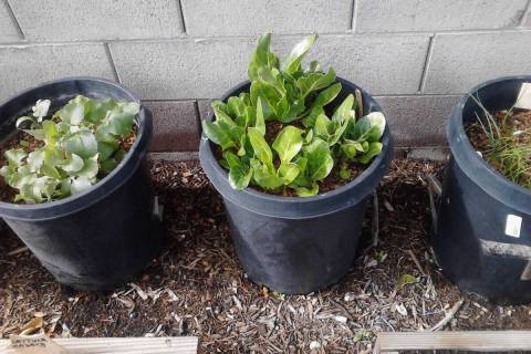 Container vegetables don’t have to be fancy. A 5-gallon plastic nursery container is the smal ...