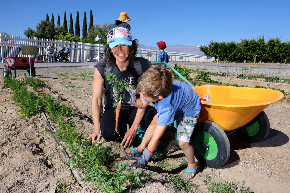 Jamie Boisselle and her son Magnus, 4, of Henderson pick produce at Gilcrease Orchard in Las Ve ...