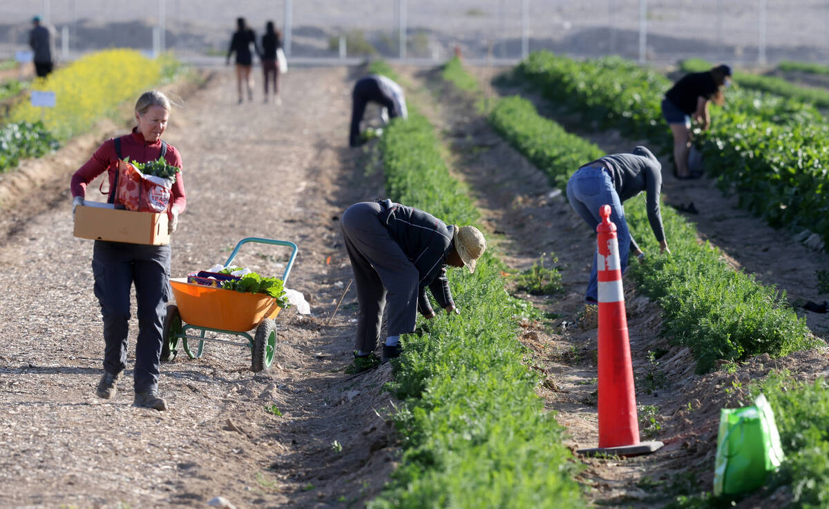 People pick produce at Gilcrease Orchard in Las Vegas Thursday, April 20, 2023. (K.M. Cannon/La ...