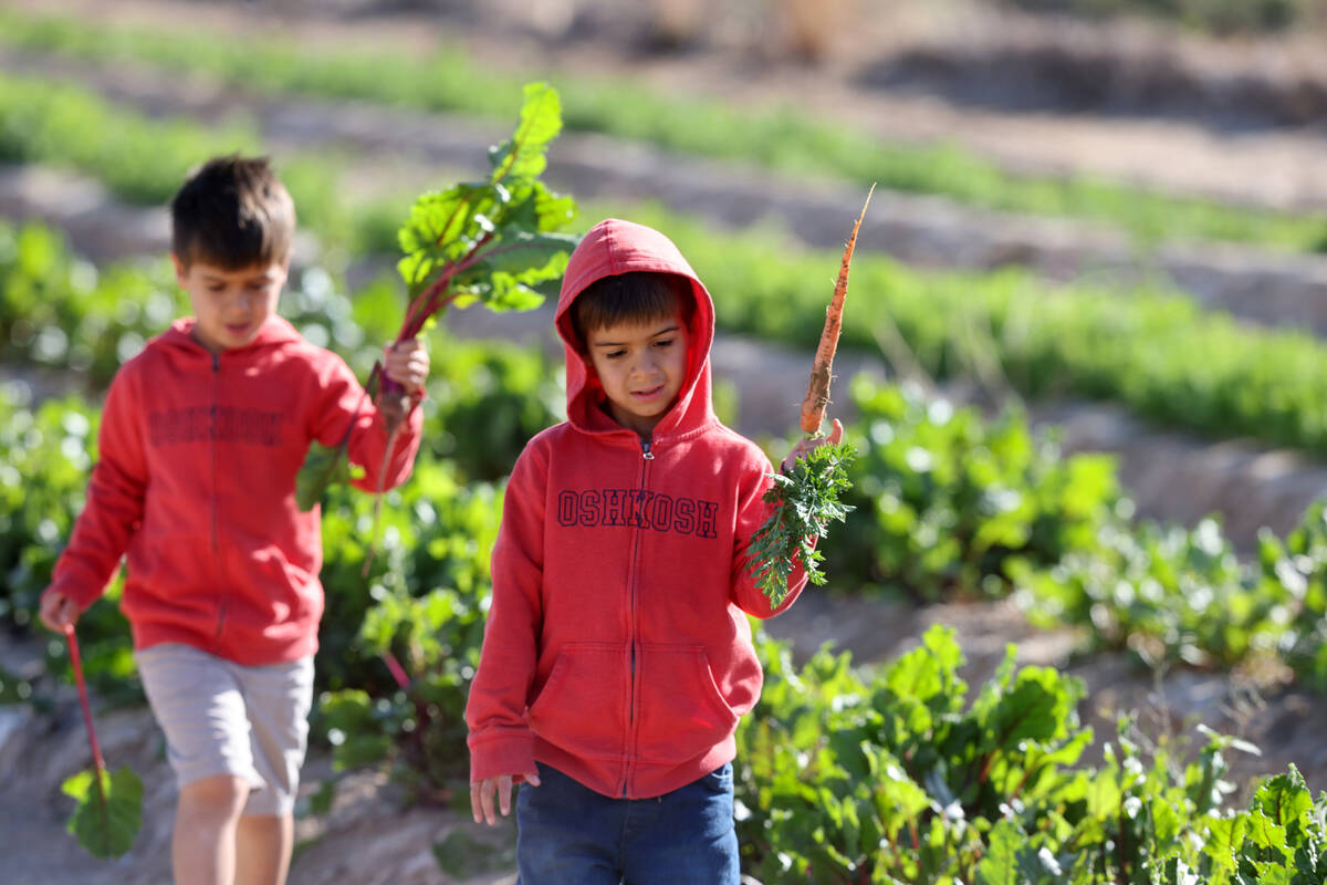 Twins Logan, left, and Triston Singh, 7, pick produce at Gilcrease Orchard in Las Vegas Thursda ...