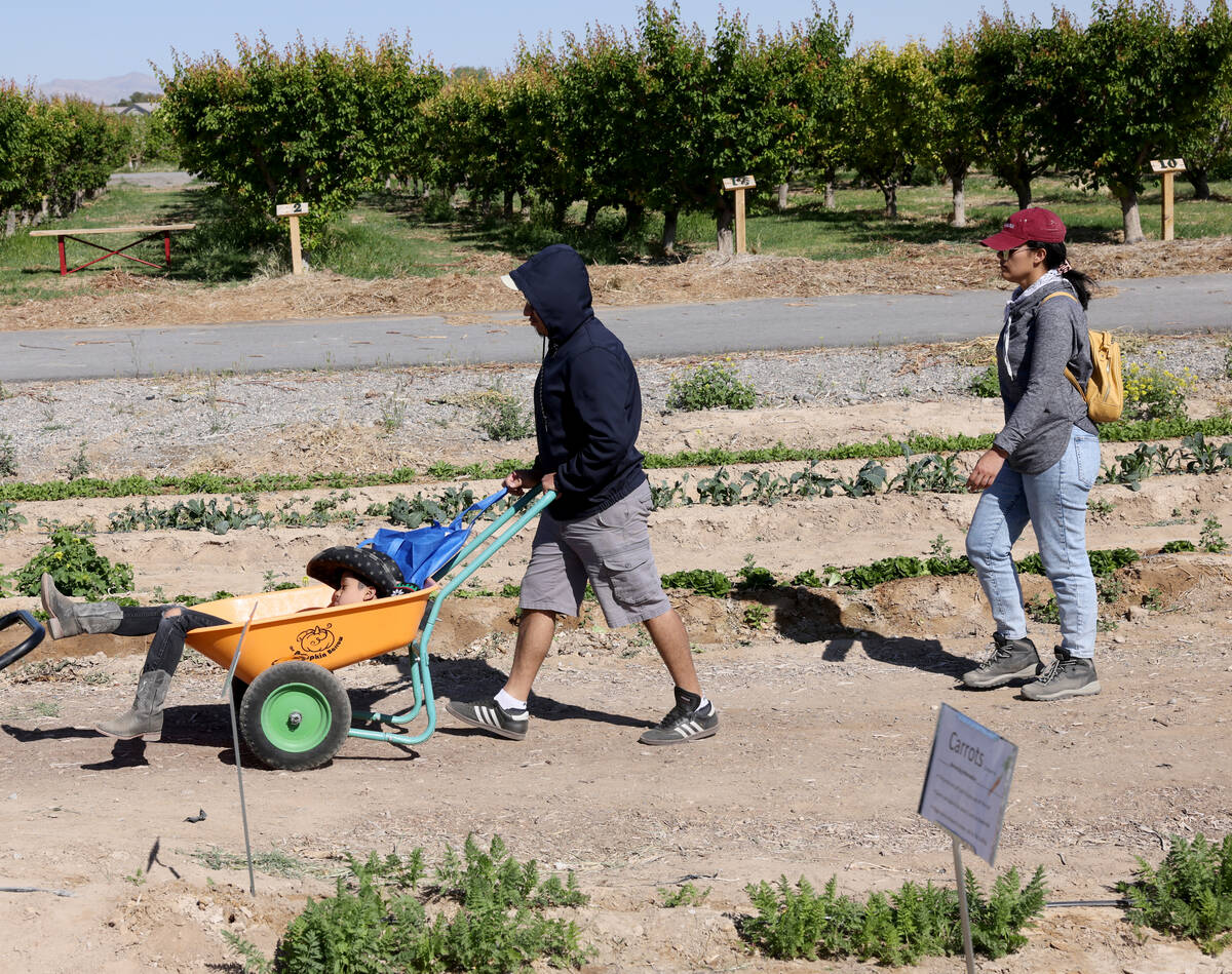 Josiah Vivanco, 7, rides in a wheel barrow after picking produce with her parents Gustavo and D ...