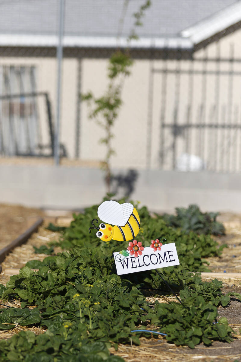 Beds of mixed greens containing bok choy and arugula are shown near a garden sign at the openin ...