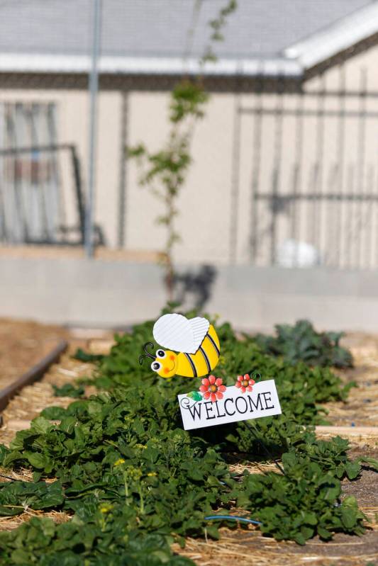 Beds of mixed greens containing bok choy and arugula are shown near a garden sign at the openin ...