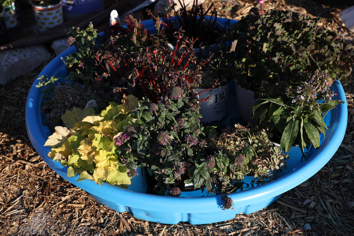 Plants are stored for future planting on-site at the opening of the Obodo Collective urban farm ...