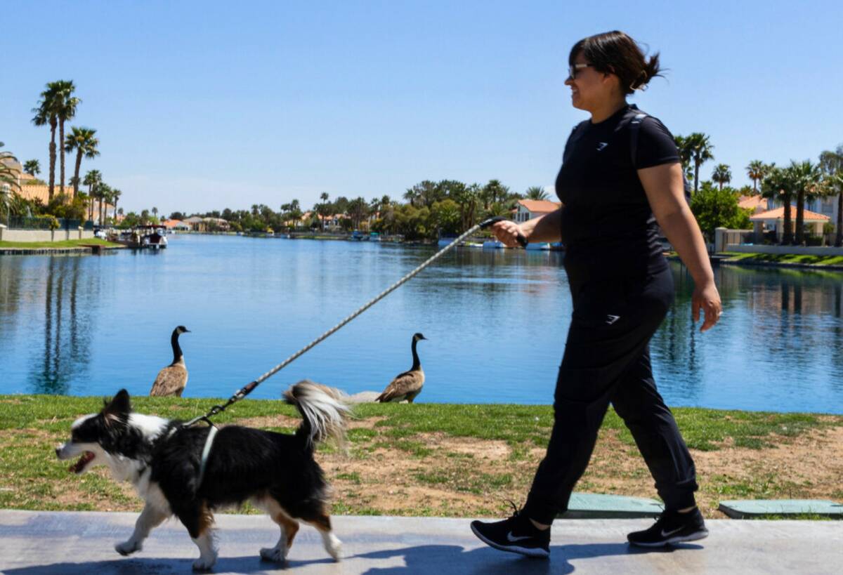 Bianca McGrew walks her dog Vincent at Desert Shores, on Monday April. 24, 2023, in Las Vegas. ...
